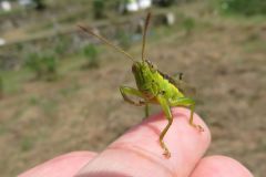 ハネナガイナゴ