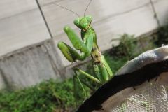 ハラビロカマキリ