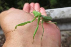 ハラビロカマキリ