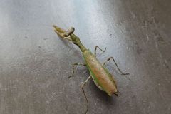 ヒメカマキリ