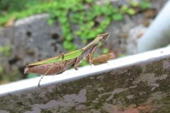 ヒメカマキリ