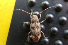 アトモンサビカミキリ