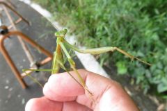チョウセンカマキリ