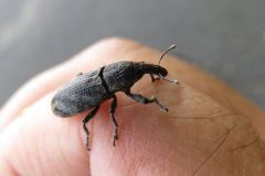 ハスジカツオゾウムシ