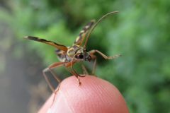 タケトラカミキリ