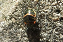 アカスジキンカメムシの幼虫
