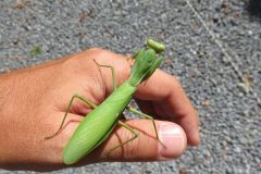 ハラビロカマキリ