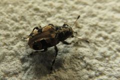 クロフヒゲナガゾウムシ