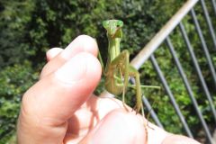 オオカマキリ