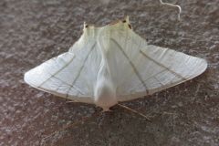 ウスキツバメエダシャク