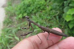 コカマキリ