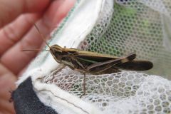マダラバッタ