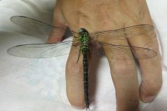 カトリヤンマ