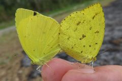 キタキチョウ