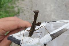 コカマキリ