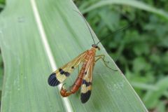 ヤマトシリアゲ