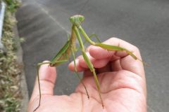 オオカマキリ