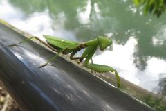 ハラビロカマキリ