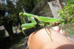 ハラビロカマキリ