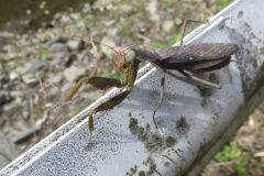 ハラビロカマキリ（褐色型）