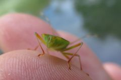 ヘラクヌギカメムシ