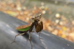 ヒメカマキリ