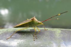 ミナミトゲヘリカメムシ