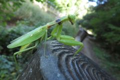ハラビロカマキリ