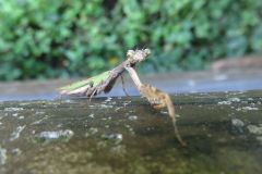 ヒメカマキリ