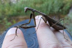 コカマキリ