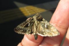 イラクサギンウワバ