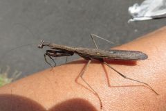 コカマキリ