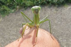 オオカマキリ