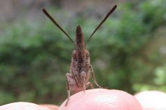 テングチョウ