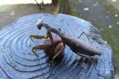 ハラビロカマキリ