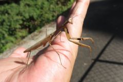 コカマキリ