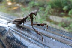 コカマキリ