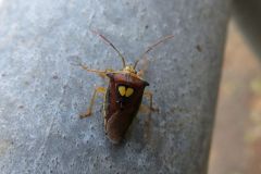 エサキモンキツノカメムシ