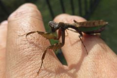 ヒメカマキリ