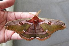 ヒメヤママユ