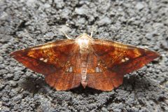 キバラエダシャク
