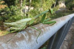 ムネアカハラビロカマキリ