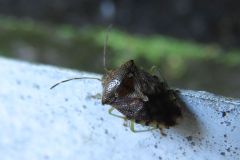 ヒメツノカメムシ
