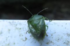 ツヤアオカメムシ