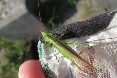 ウスイロササキリ