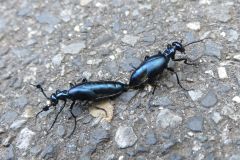 キュウシュウツチハンミョウ