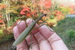 オオカマキリ