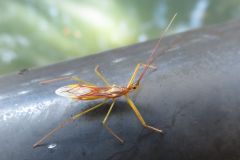 ヒゲナガサシガメ