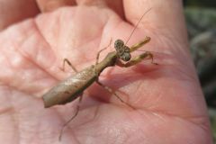 ヒメカマキリ