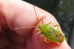 クヌギカメムシ